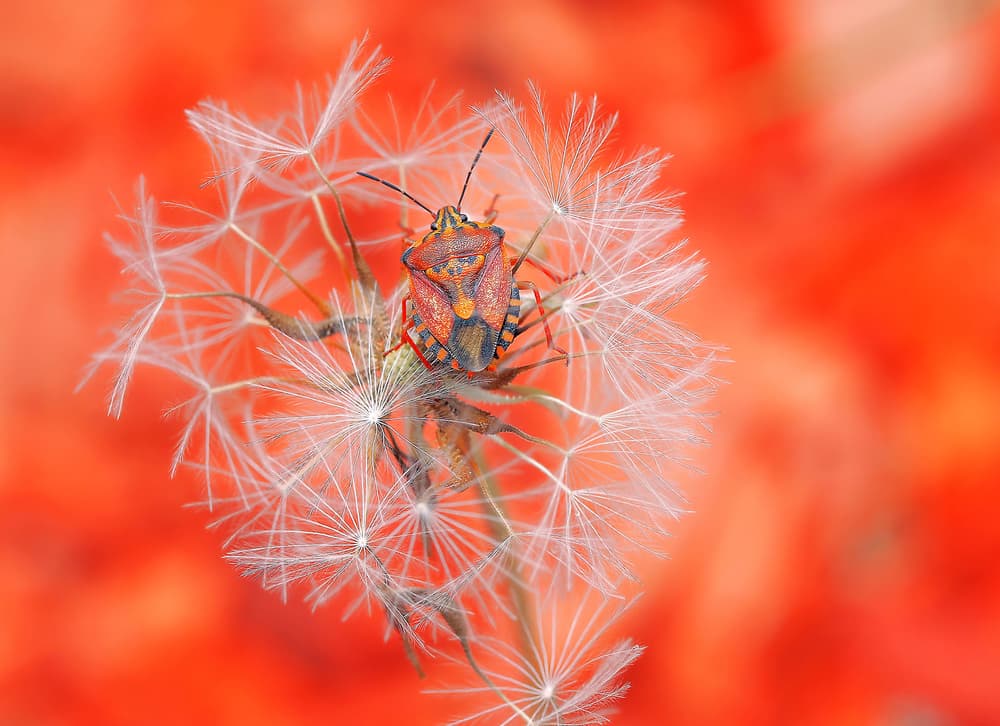 Vibrant Bug on Dandelion by Thierry Dufour — canvas wall art