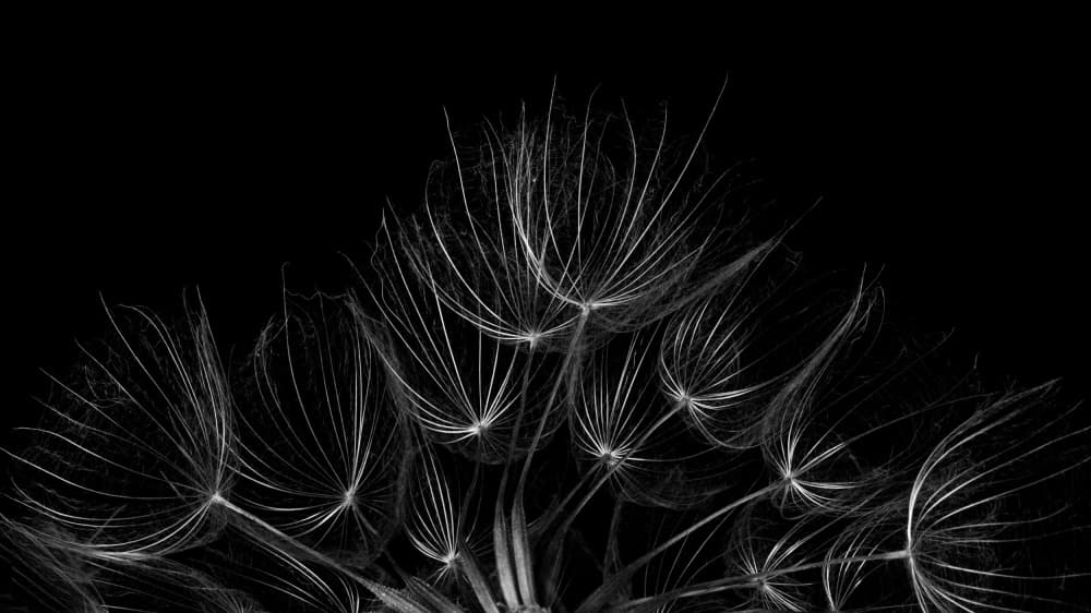 Ethereal Dandelion Seeds by Penny Myles — canvas wall art