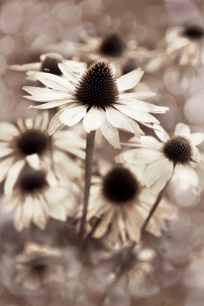 Gentle Sepia Coneflowers by Christina Sillen — canvas wall art