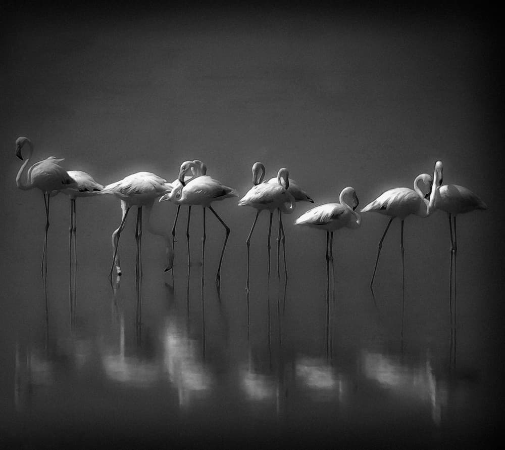 Serene Flamingo Reflections by Ahmed Thabet — canvas wall art