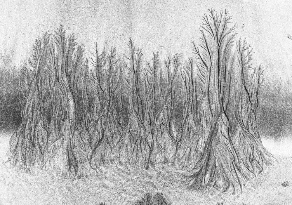 Mysterious Tree Grove by swapnil deshpande — canvas wall art