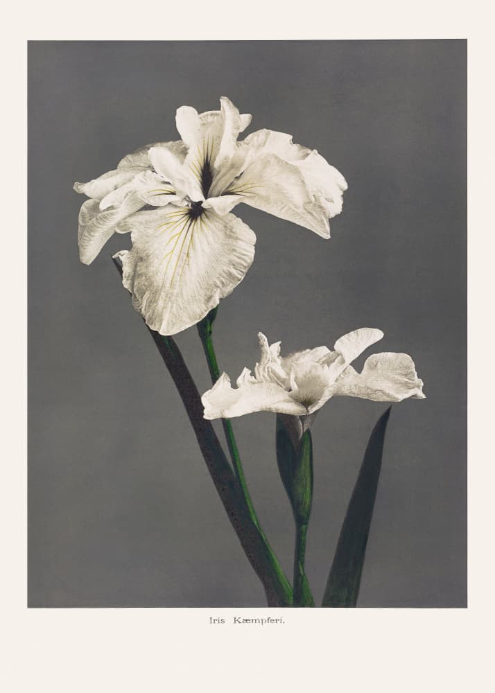 Iris Kæmpferi by Ogawa Kazumasa — canvas wall art