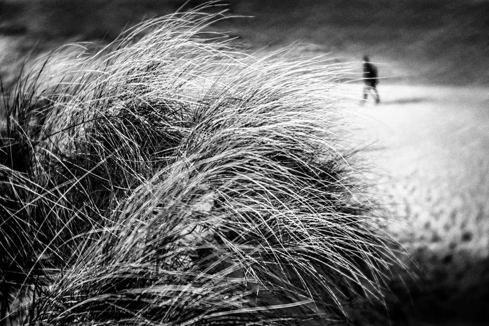 Dune Grass Walker by Ina Tänzer — canvas wall art