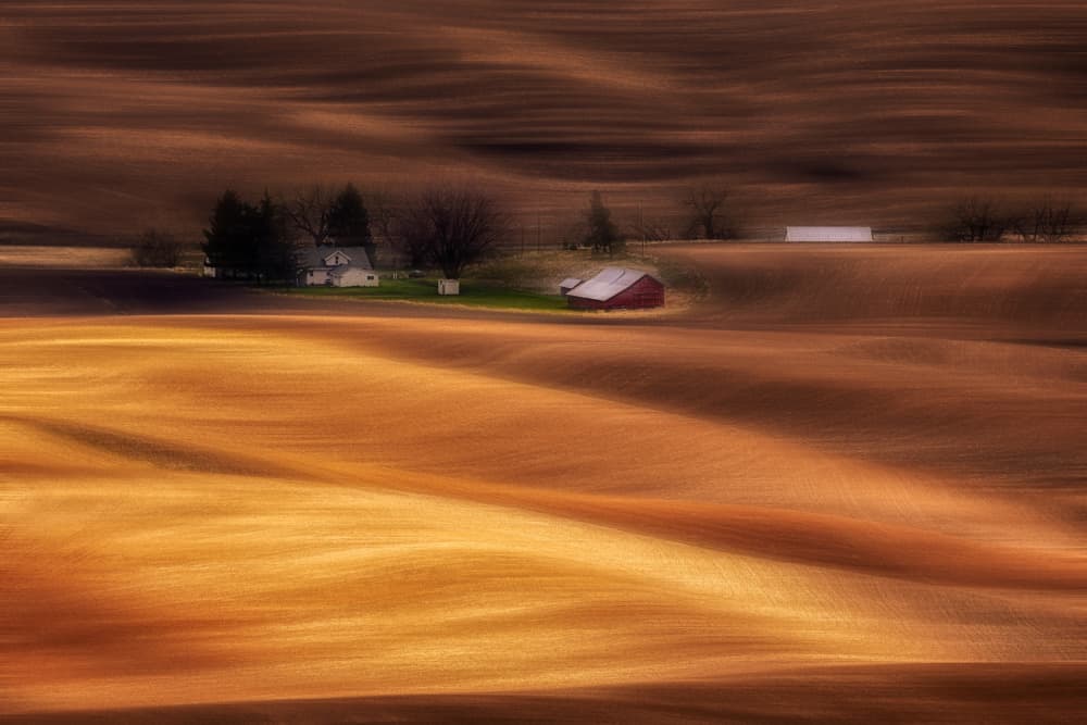 Golden Rolling Fields by Leechee Z — canvas wall art