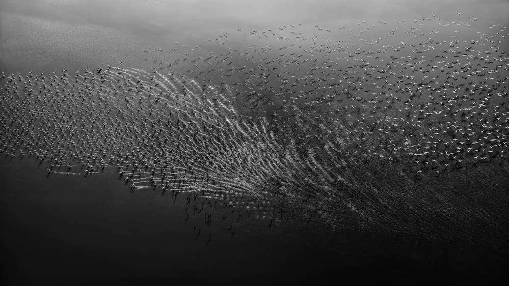 Dynamic Bird Swarm by Phillip Chang — canvas wall art