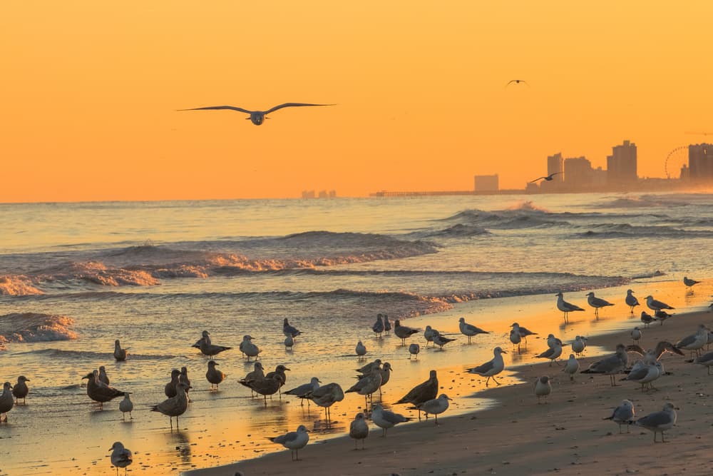 Golden Hour Beach Birds by Aneta Mikulska — canvas wall art