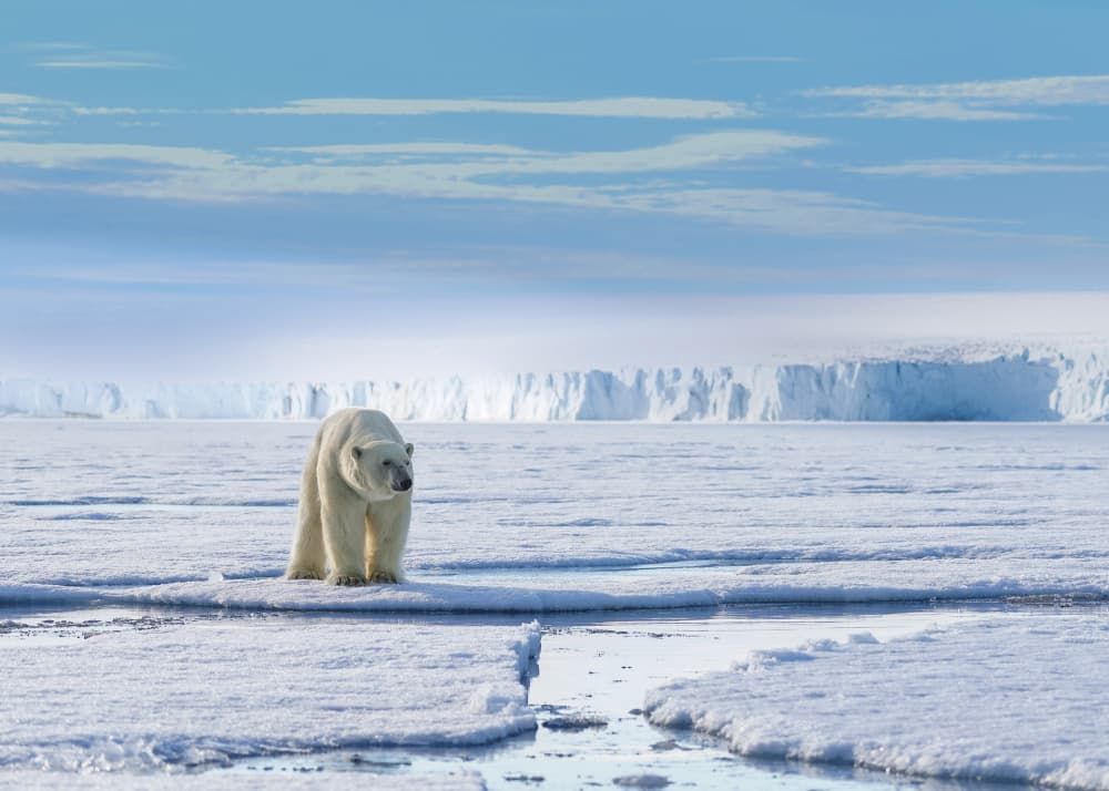 Majestic Arctic Polar Bear by Shobhit Chawla — canvas wall art