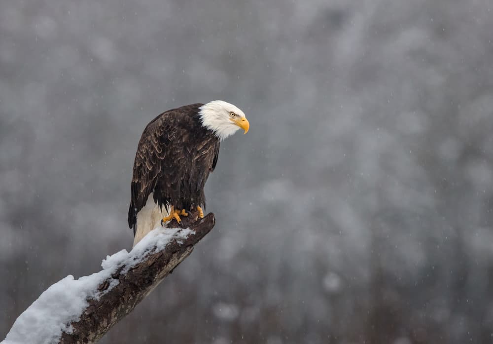 Bald Eagle Winter Perch by Greg Barsh — canvas wall art