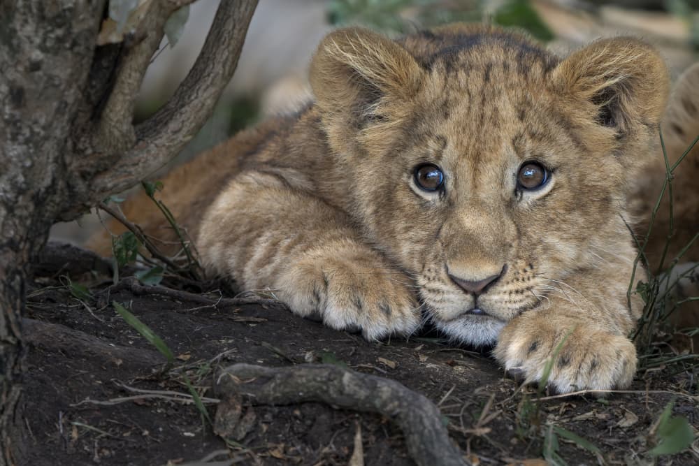 Captivating Lion Cub by Hung Tsui — canvas wall art