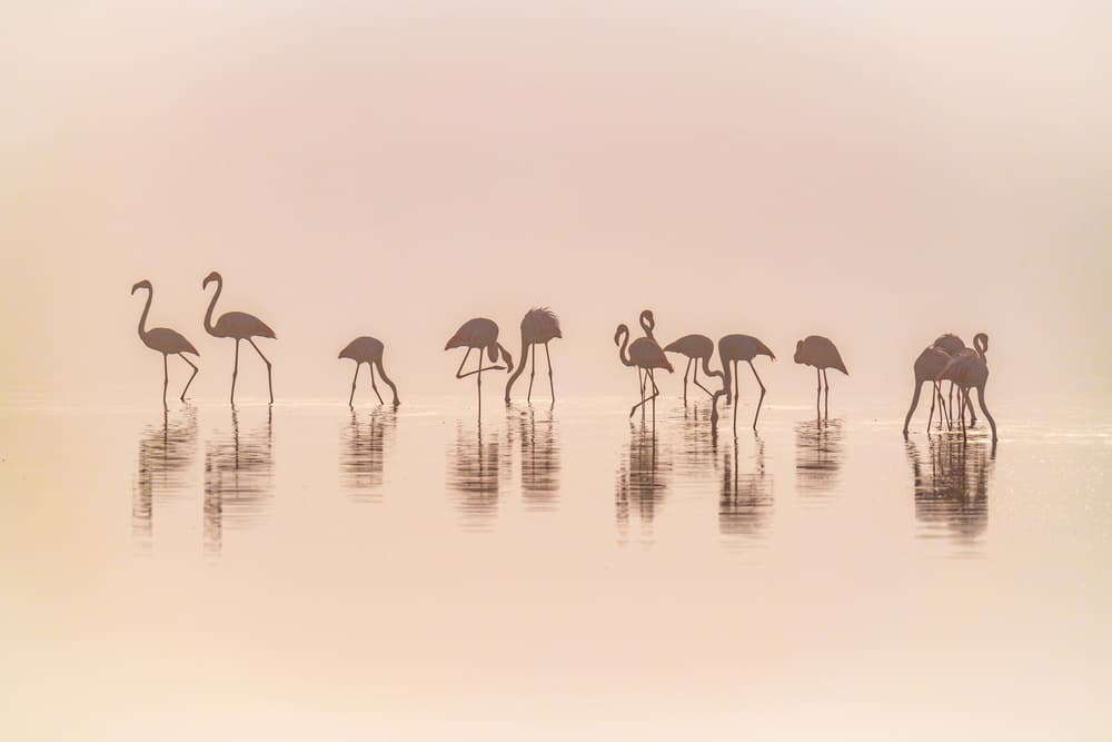 Serene Flamingo Silhouettes by Jeffrey C. Sink — canvas wall art
