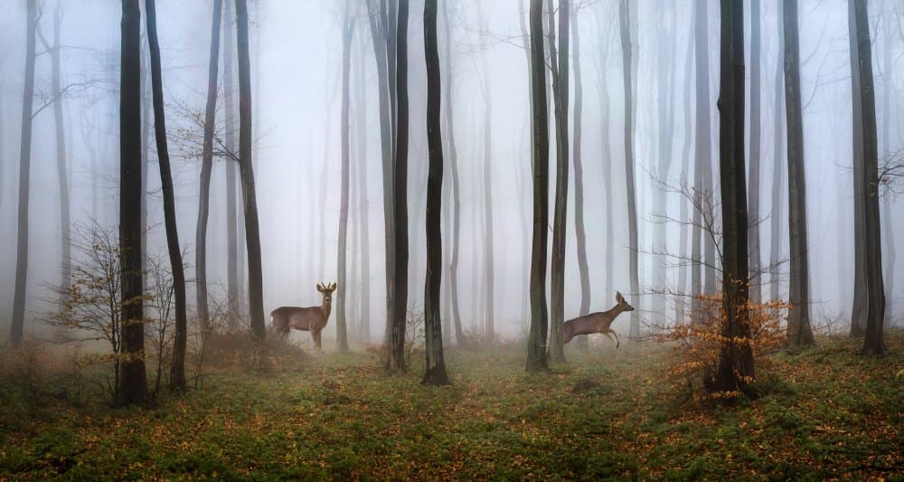 Misty Forest Deer by Todor Tanev — canvas wall art
