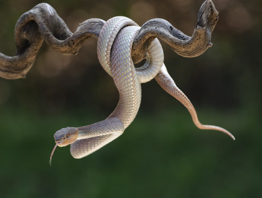Coiled Snake On Branch by Rawisyah Aditya — canvas wall art