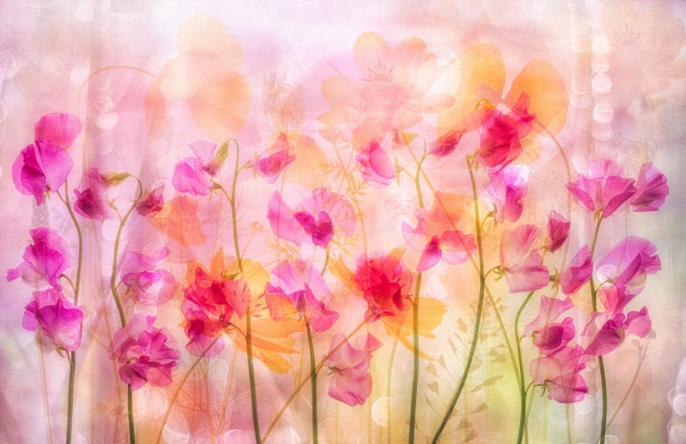 Dreamy Pink Sweet Peas