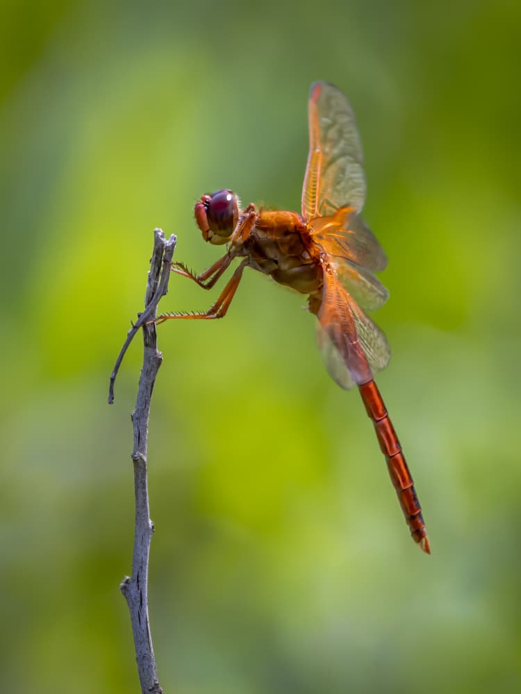 Vibrant Orange Dragonfly by Xiaohong Zhang — canvas wall art