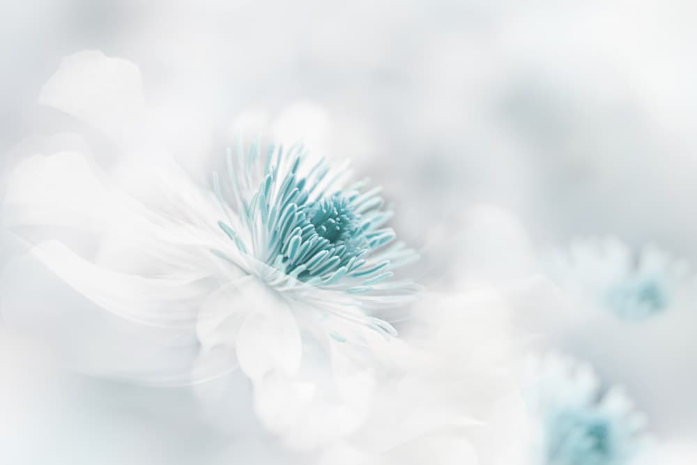 Soft Blue Floral Dream by Jacky Parker — canvas wall art