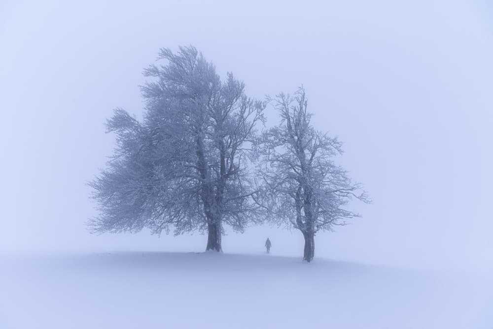 Misty Winter Trees by Zbyszek Nowak — canvas wall art
