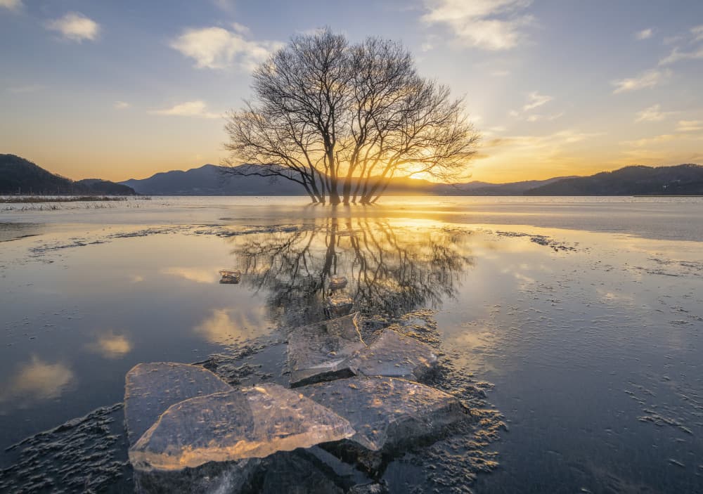 Golden Tree Reflection by Jaeyoun Ryu — canvas wall art