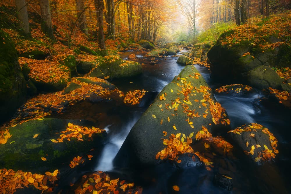 Golden Autumn Stream by Szabo Zsolt Andras — canvas wall art