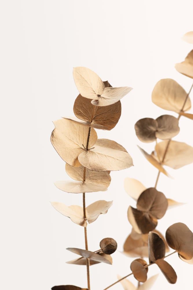 Golden Eucalyptus Leaves by Pictufy Studio III — canvas wall art