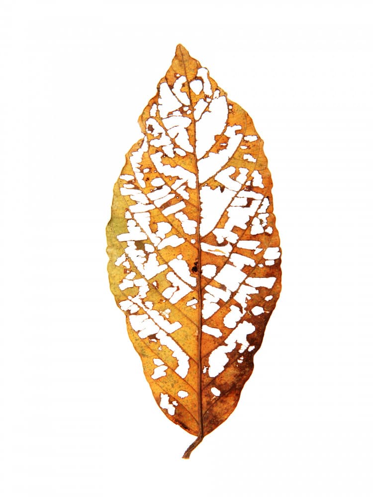 Leaf Skeleton Essence by Shot by Clint — canvas wall art