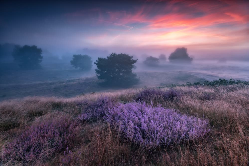 Misty Heather Sunrise by Adam Pachula — canvas wall art
