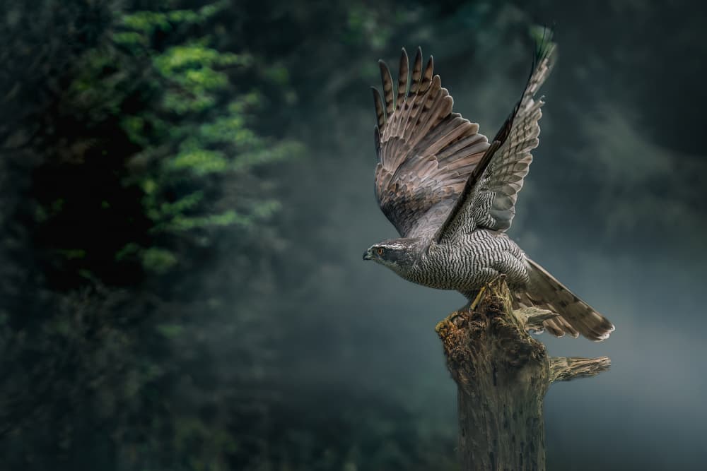 Misty Forest Goshawk by Gert J ter Horst — canvas wall art