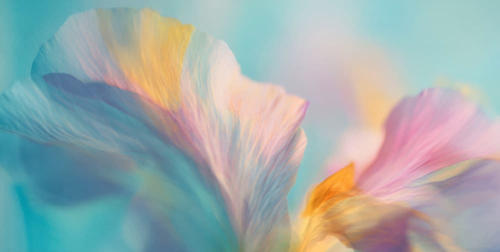 Dreamy Floral Petals by Treechild — canvas wall art