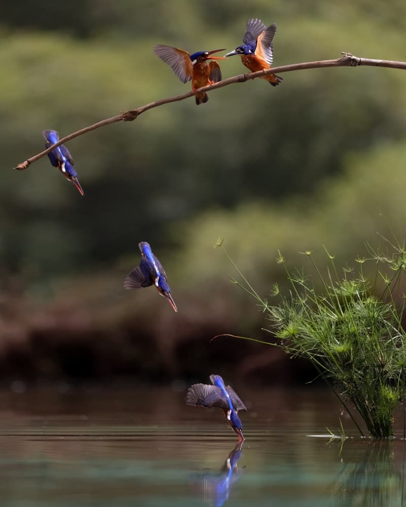 Kingfishers Dive Sequence by Lisdiyanto Suhardjo — canvas wall art