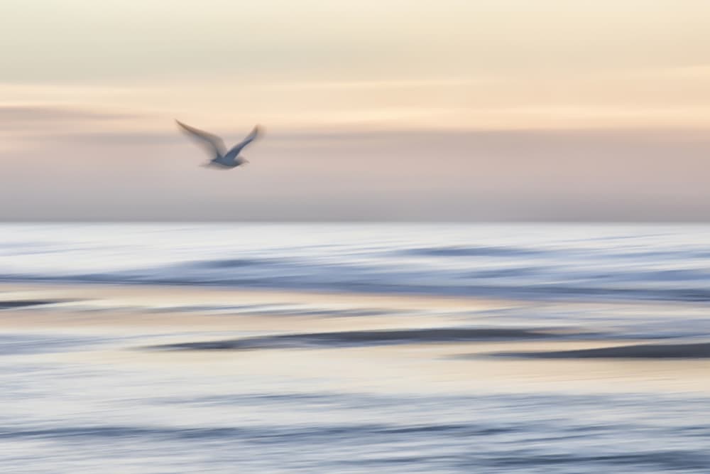 Dreamy Ocean Bird Flight by Benjamine Hullot Scalvenzi — canvas wall art