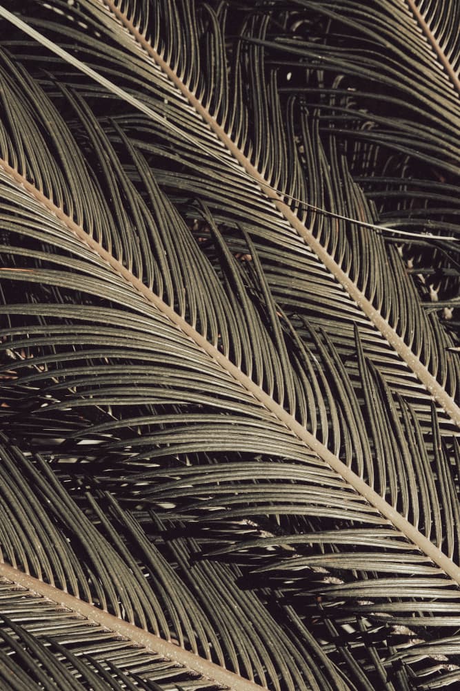 Deep Green Palm Foliage by Pictufy Studio III — canvas wall art