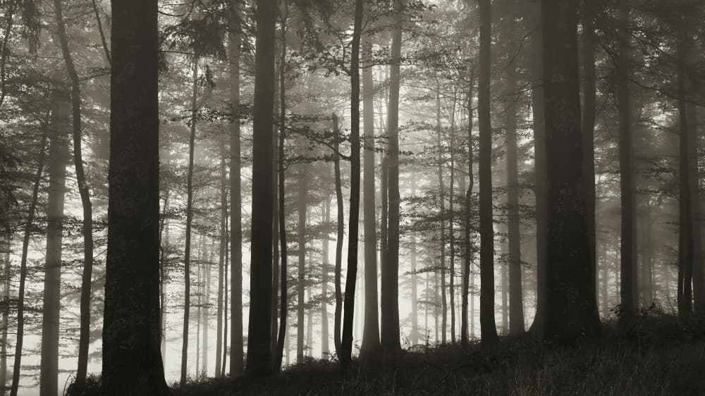 Misty Forest Light by Peter Schade — canvas wall art