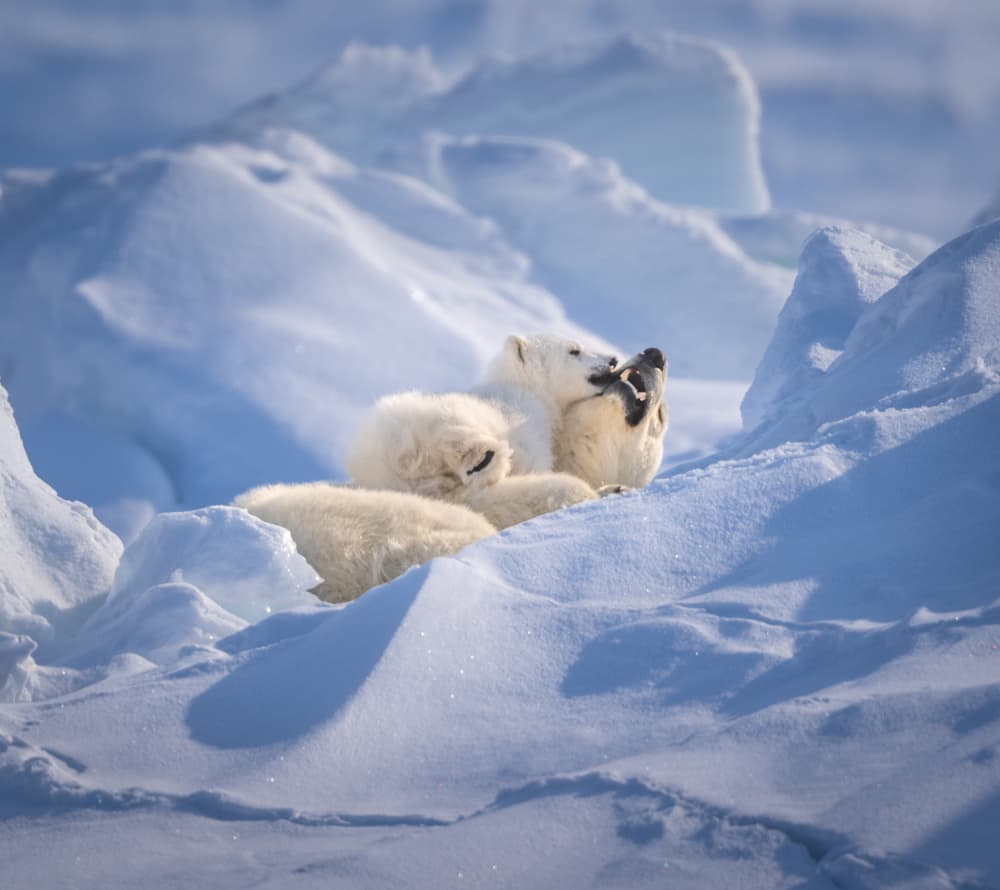 Playful Polar Bears by Liwen Tao — canvas wall art