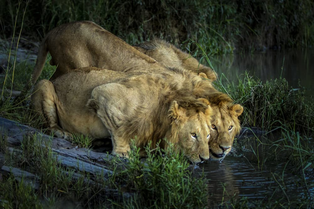 Young Lions Drinking by Roshkumar — canvas wall art