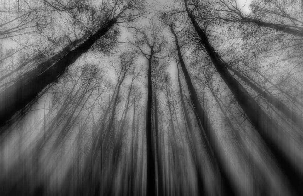 Ethereal Winter Woods by Steve Hermann — canvas wall art