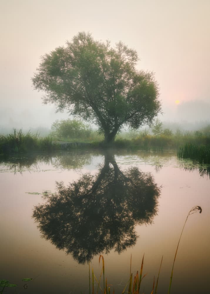 Misty Morning Tree Reflection by Pawel Kado — canvas wall art
