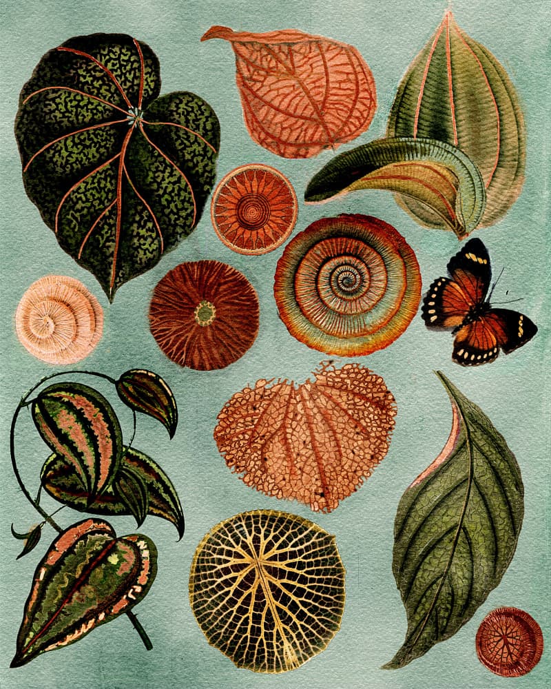 Vintage Botanical Study by giovanna nicolo — canvas wall art