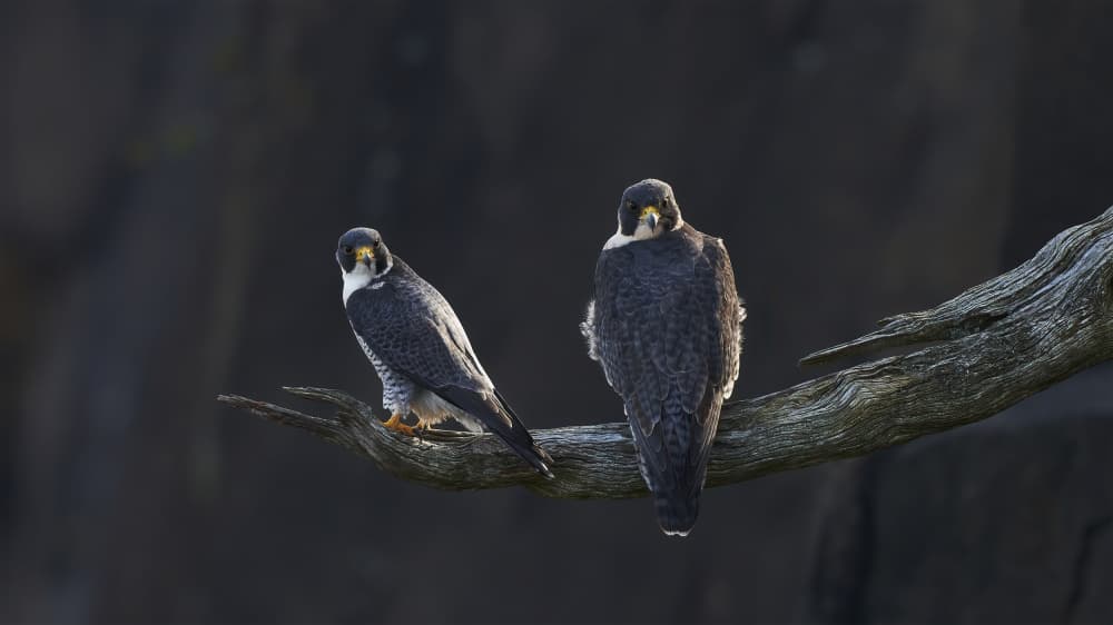 Watchful Peregrine Falcons by Johnny Chen — canvas wall art