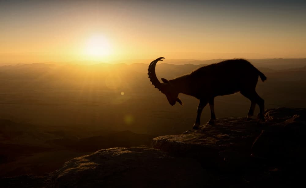 Majestic Ibex Sunset by Nadav Jonas — canvas wall art