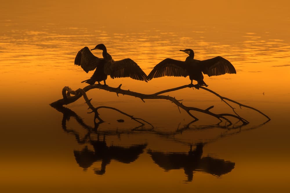 Golden Hour Cormorants by Natalia Rublina — canvas wall art