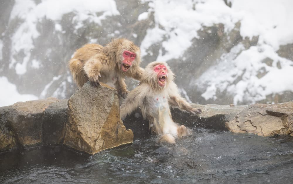 Snow Monkey Splash by Joanna W — canvas wall art