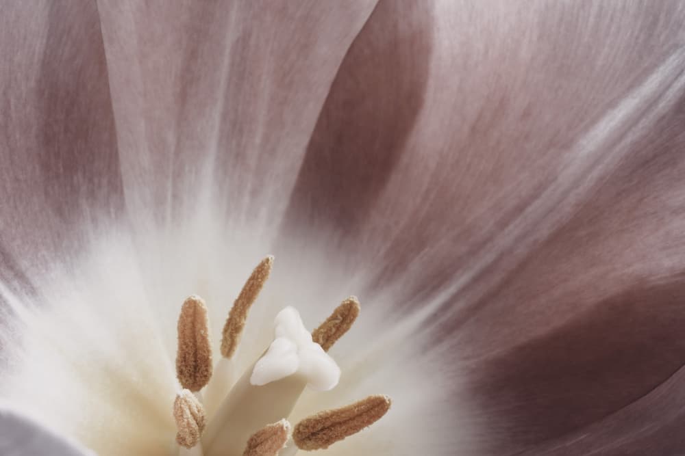 Delicate Tulip Bloom by Bilge Paksoylu — canvas wall art