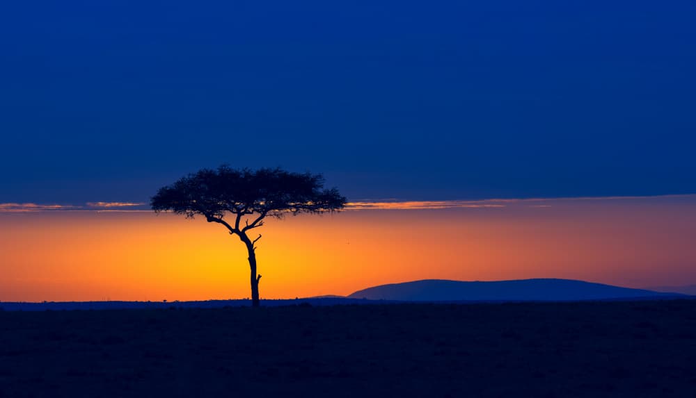 African Sunset Tree by Jiahong Zeng — canvas wall art