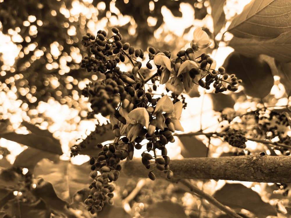 Sepia Floral Bloom by Santhosh ch — canvas wall art