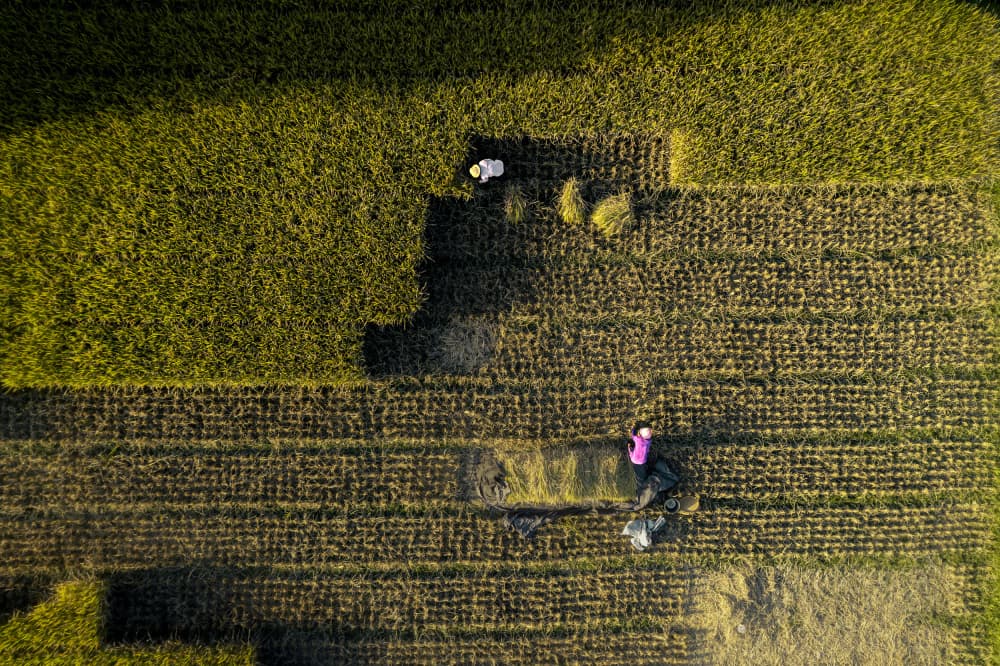 Golden Harvest Field by wuyi — canvas wall art