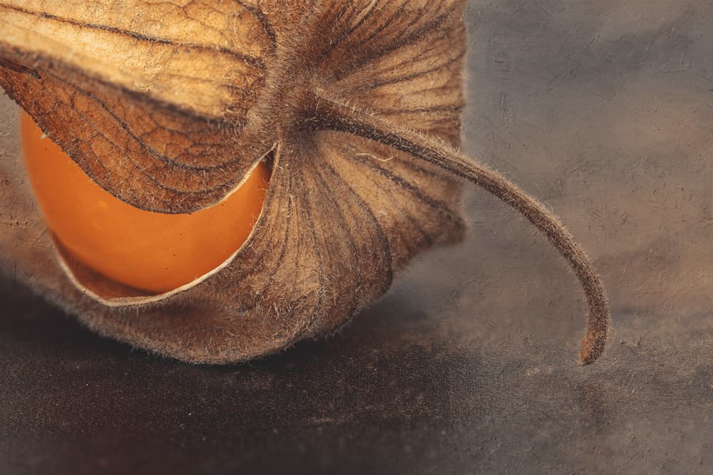 Orange Physalis Pod by Jackie Matthews — canvas wall art