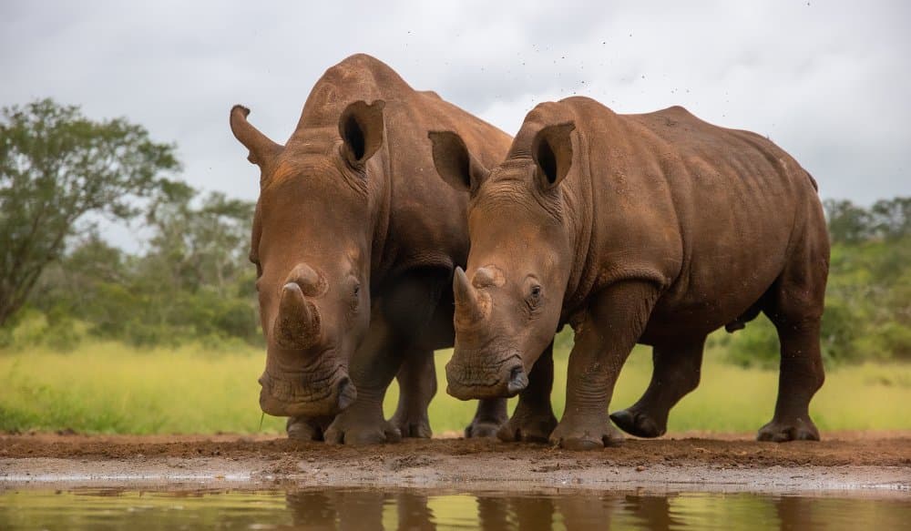 African Rhino Pair by Peet van den Berg — canvas wall art