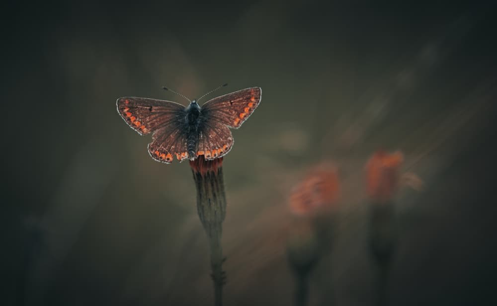 Dusky Butterfly Glow by Stuart Williams — canvas wall art