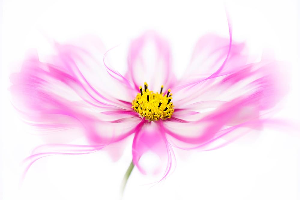 Soft Pink Cosmos Bloom by Jacky Parker — canvas wall art