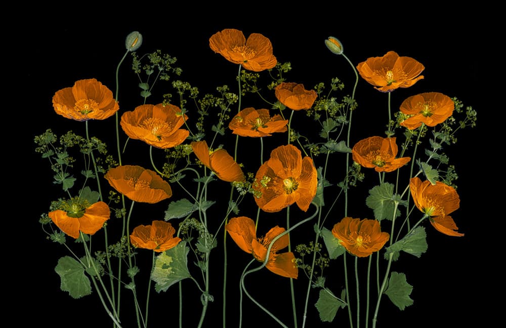 Vibrant Orange Poppies by Lydia Jacobs — canvas wall art