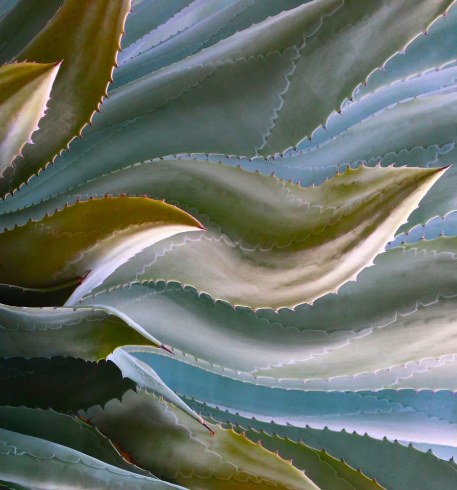 Green Agave Leaves by Robin Wechsler — canvas wall art